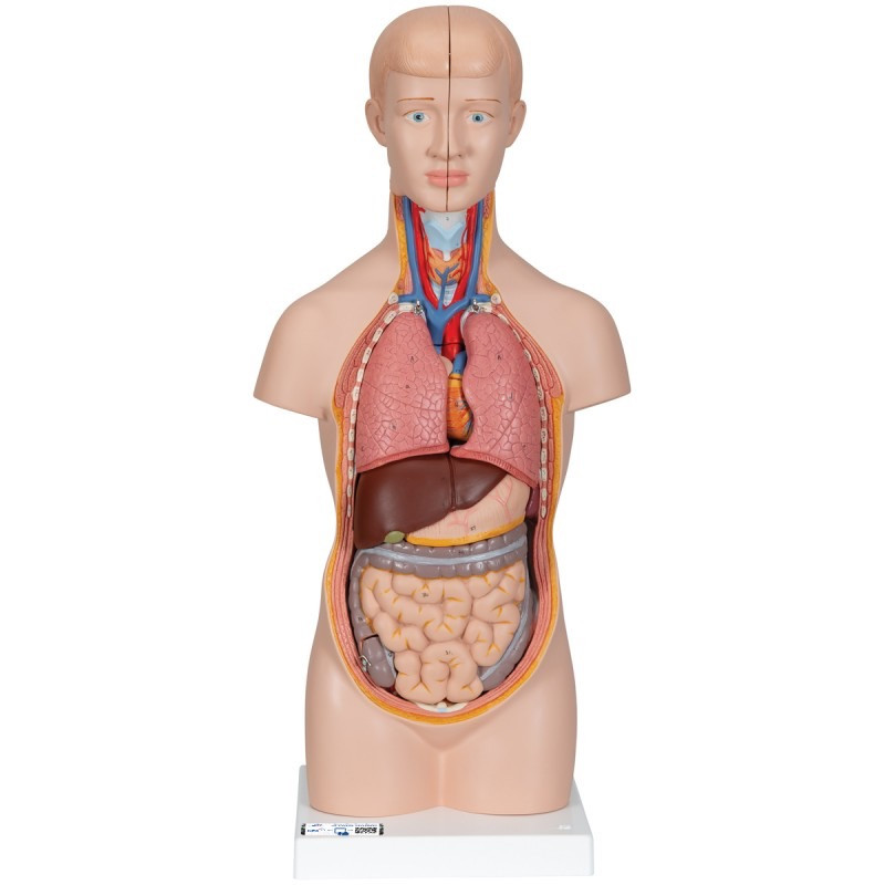 Mini-Torso-Model,-12-delig-800x800