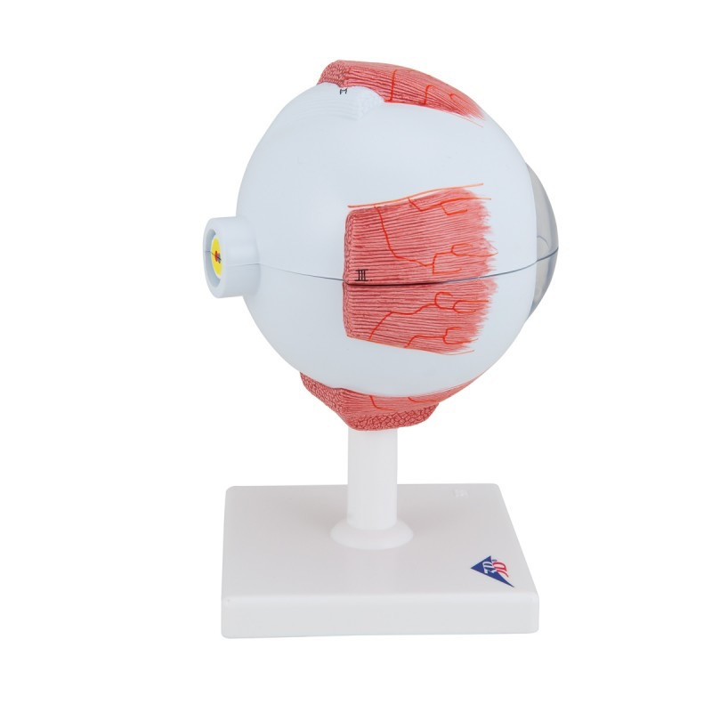5-x-Vergroot-Oogmodel,-6-delig-800x800
