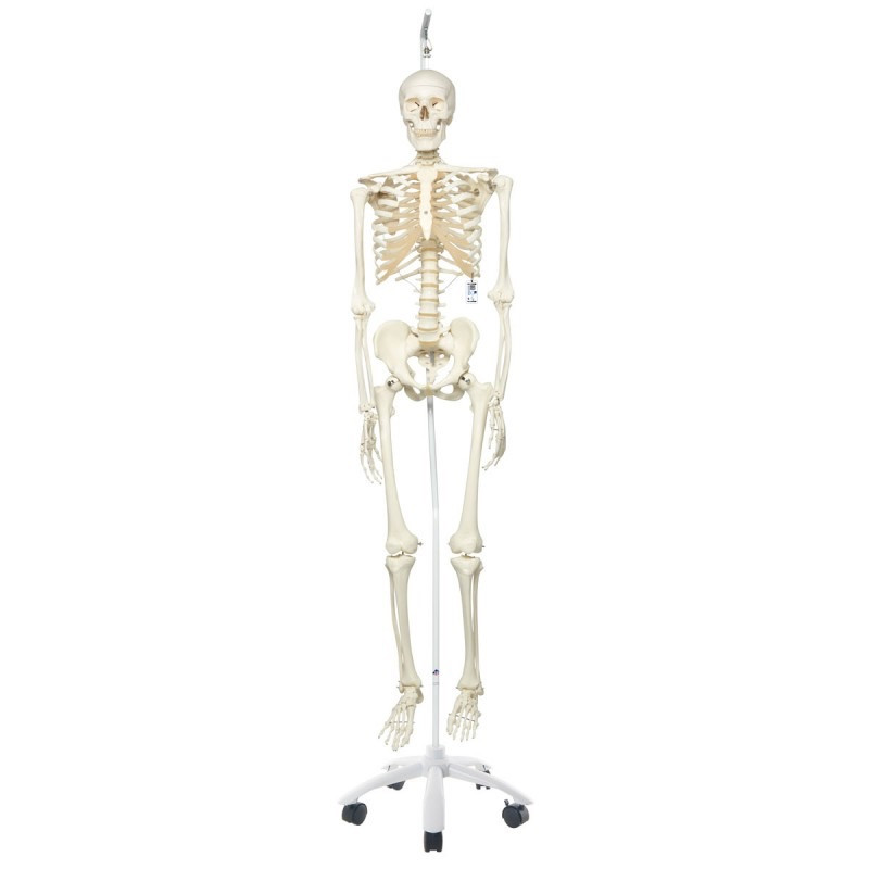 skelet-hangstandaard-800x800