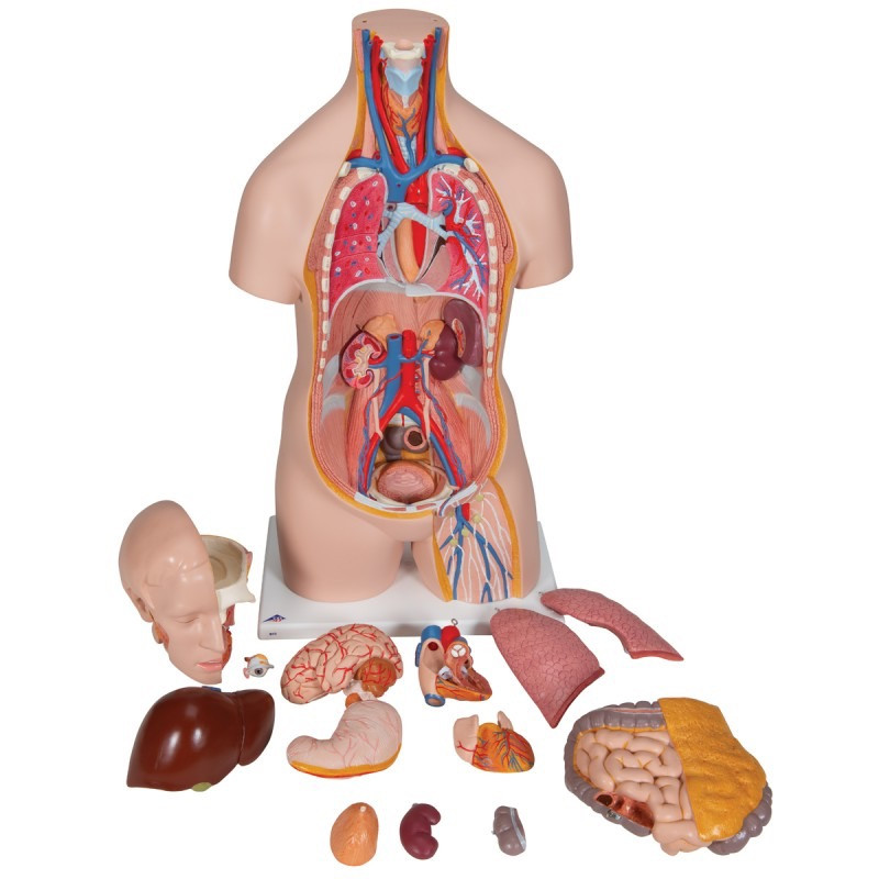 Anatomisch-Model-Torso,-14-delig-800x800