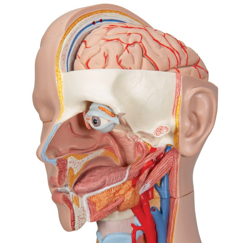 Anatomisch-Model-Torso-met-Romp,-16-delig-800x800