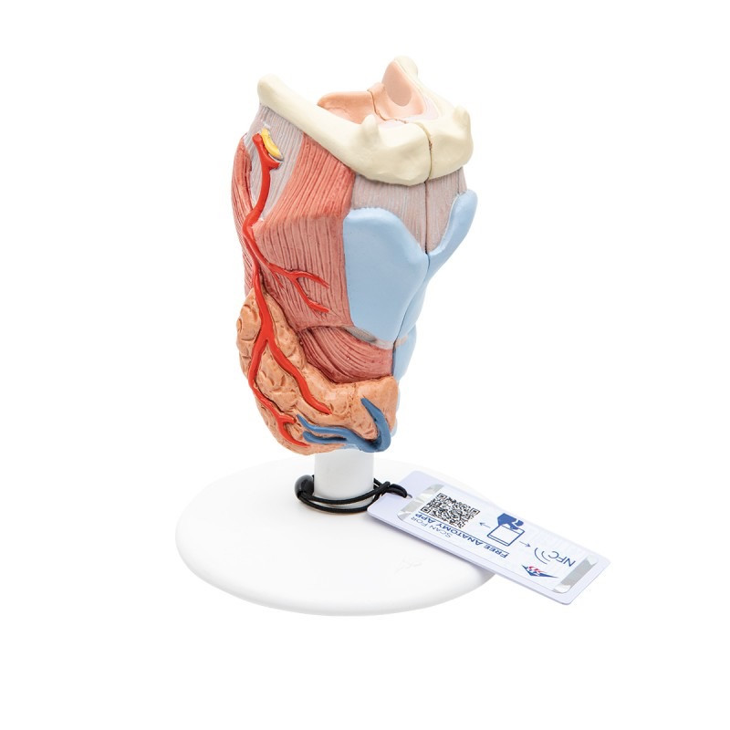 Larynx-Strottenhoofd,2-delig-1-800x800