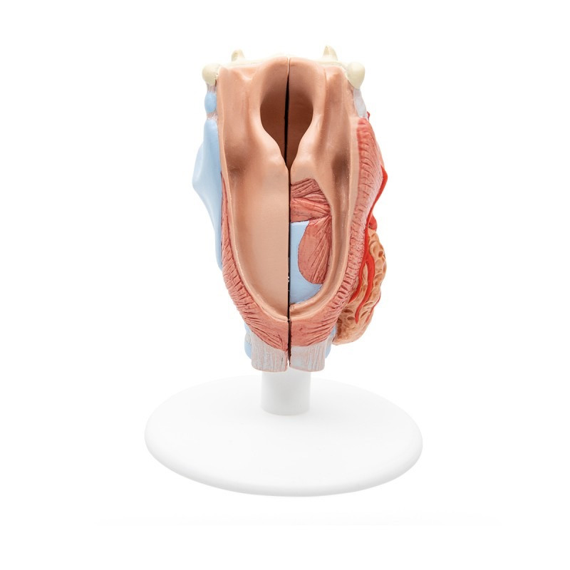 Larynx-Strottenhoofd,2-delig-2-800x800