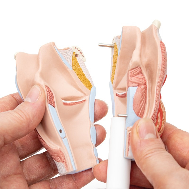 Larynx-Strottenhoofd,2-delig-3-800x800